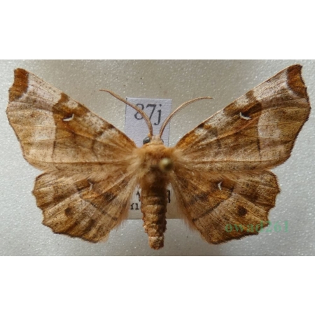 Selenia tetralunaria (Hufnagel, 1767) male Skrzytek dereniak Czech87j